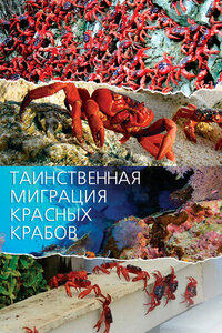 Mystery Migration: Red Crabs of Christmas Island