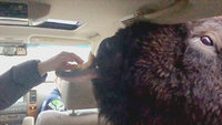 Top 10 Times You Wondered How They Got Their Head Stuck in There