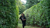 The Maze