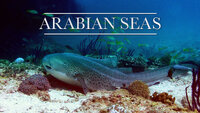 Arabian Seas