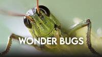 Wonder Bugs