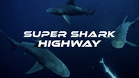 Super Shark Highway