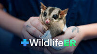 Wildlife ER