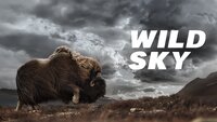 Wild Sky