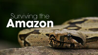 Surviving the Amazon