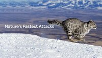 Nature's Fast Attacks
