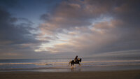 Death of a Showjumper