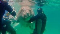 Dugongs