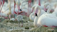 Birds of a Feather