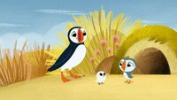 Puffin Treasure