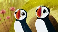 Spot the Puffin