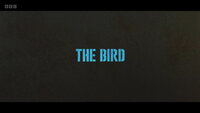 The Bird