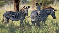Wild About Animals