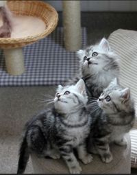 The Secret Life of Kittens