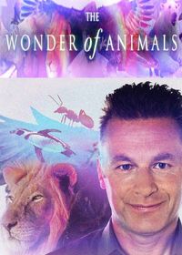 The Wonder of Animals