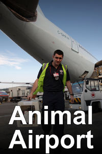 Animal Airport