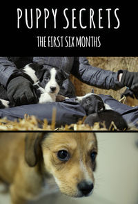 Puppy Secrets: The First Six Months