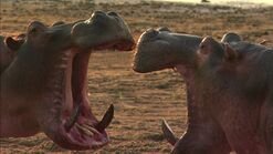 Africa's Deadliest S2 E01 – Giant Killers