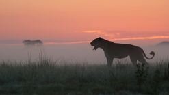 Africa's Deadliest S3 E03 – Ambush Hunters
