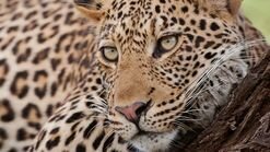 Africa's Deadliest S3 E05 – Young Blood