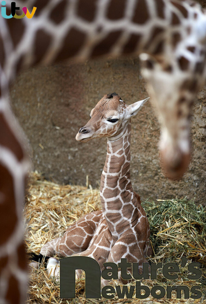 Nature's Newborns