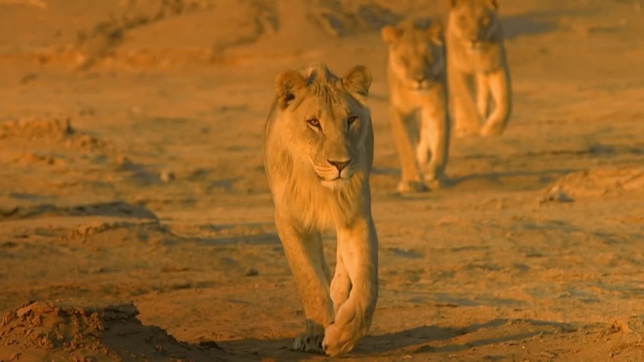 Big Cats S1 E02 – Episode 2