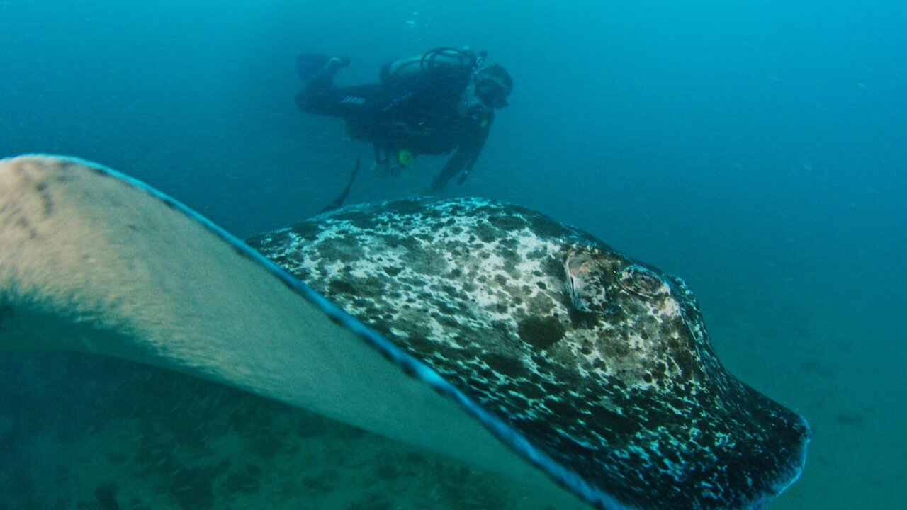 Iolo: Deifio yn y Barrier Reef S1 E04 – Pennod 4