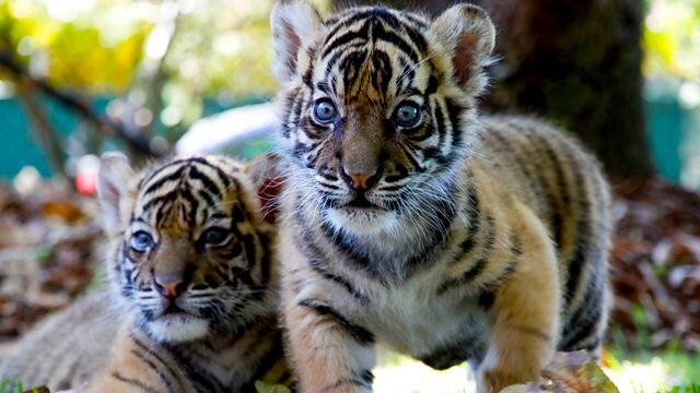 Tigers About the House S1 E01 – Episode 1