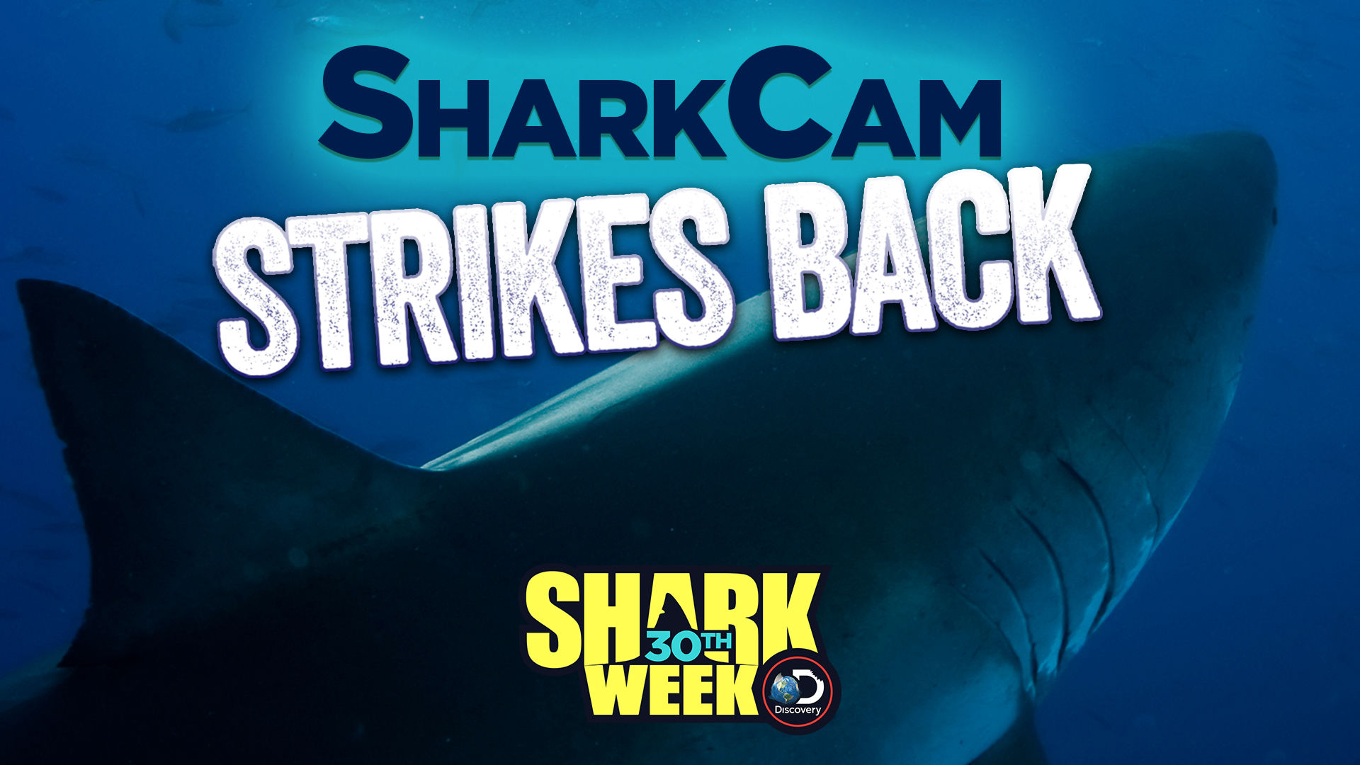 Shark week. Remus-100 SHARKCAM. Sharks back Ocean.