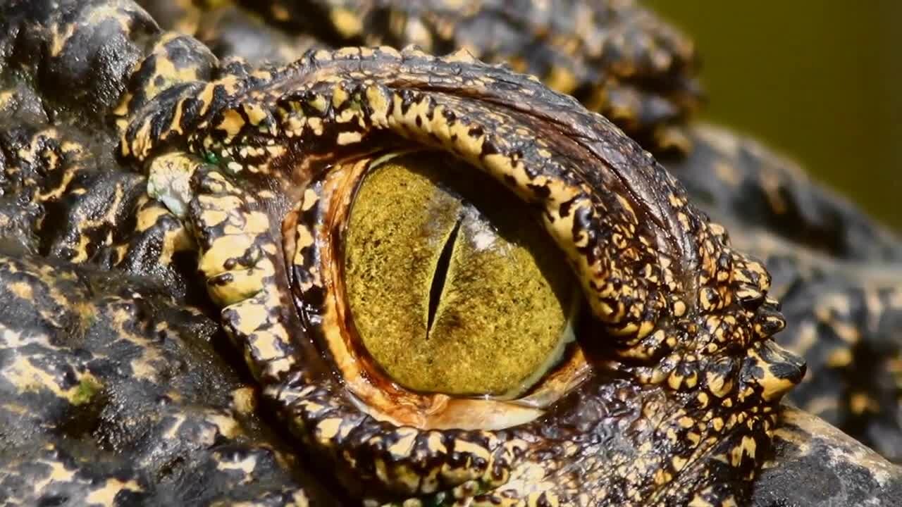 Дикий 1 8. Панорама Nat geo Wild. Самые опасные животные нат Гео вайлд. Гастерии в дикой природе. Nat geo Wild лягушка Оса кровь.