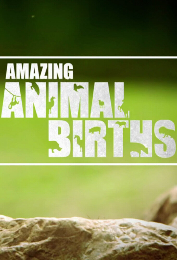 Amazing Animal Births Season 1 poster