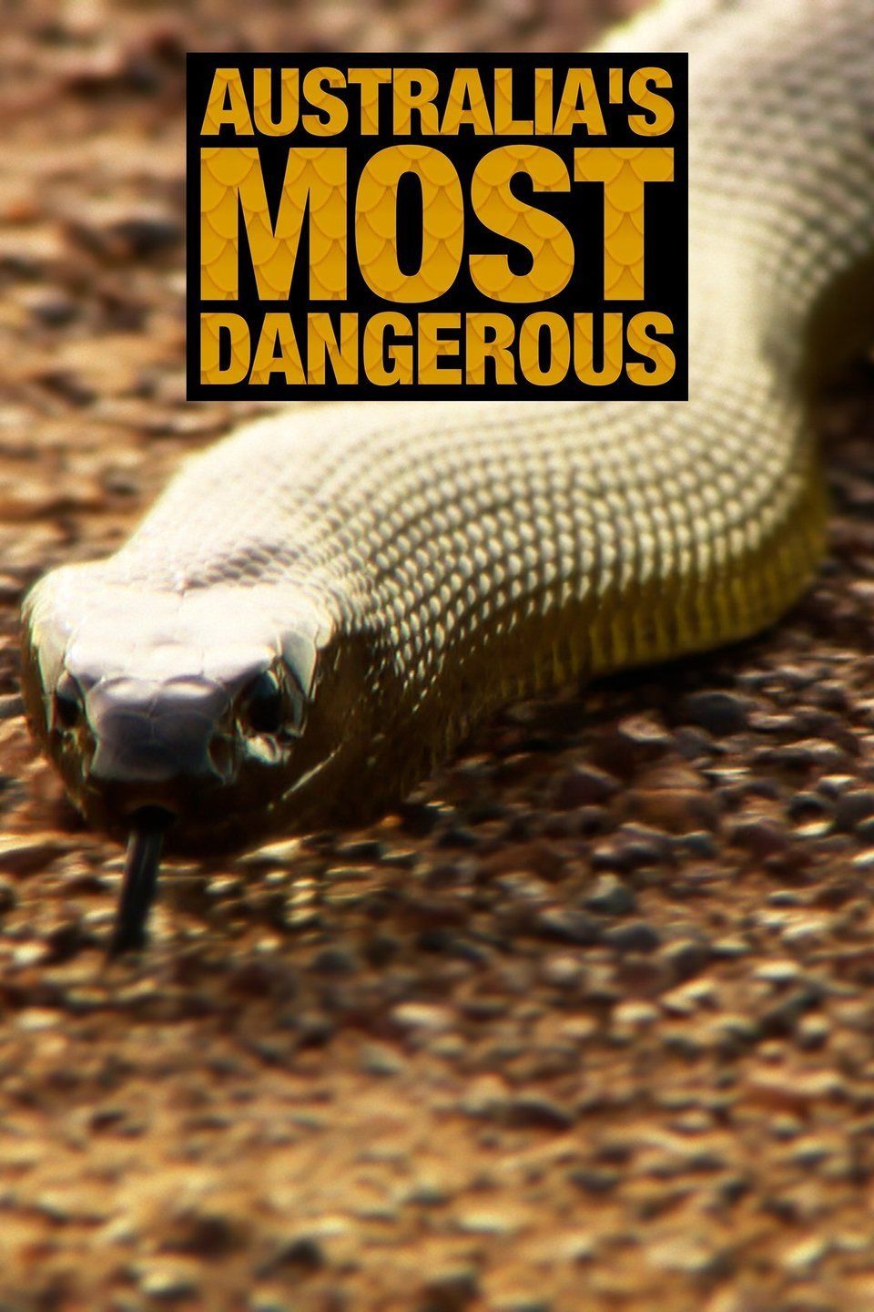 The most dangerous animal. Australia most Dangerous animals 7 класс.