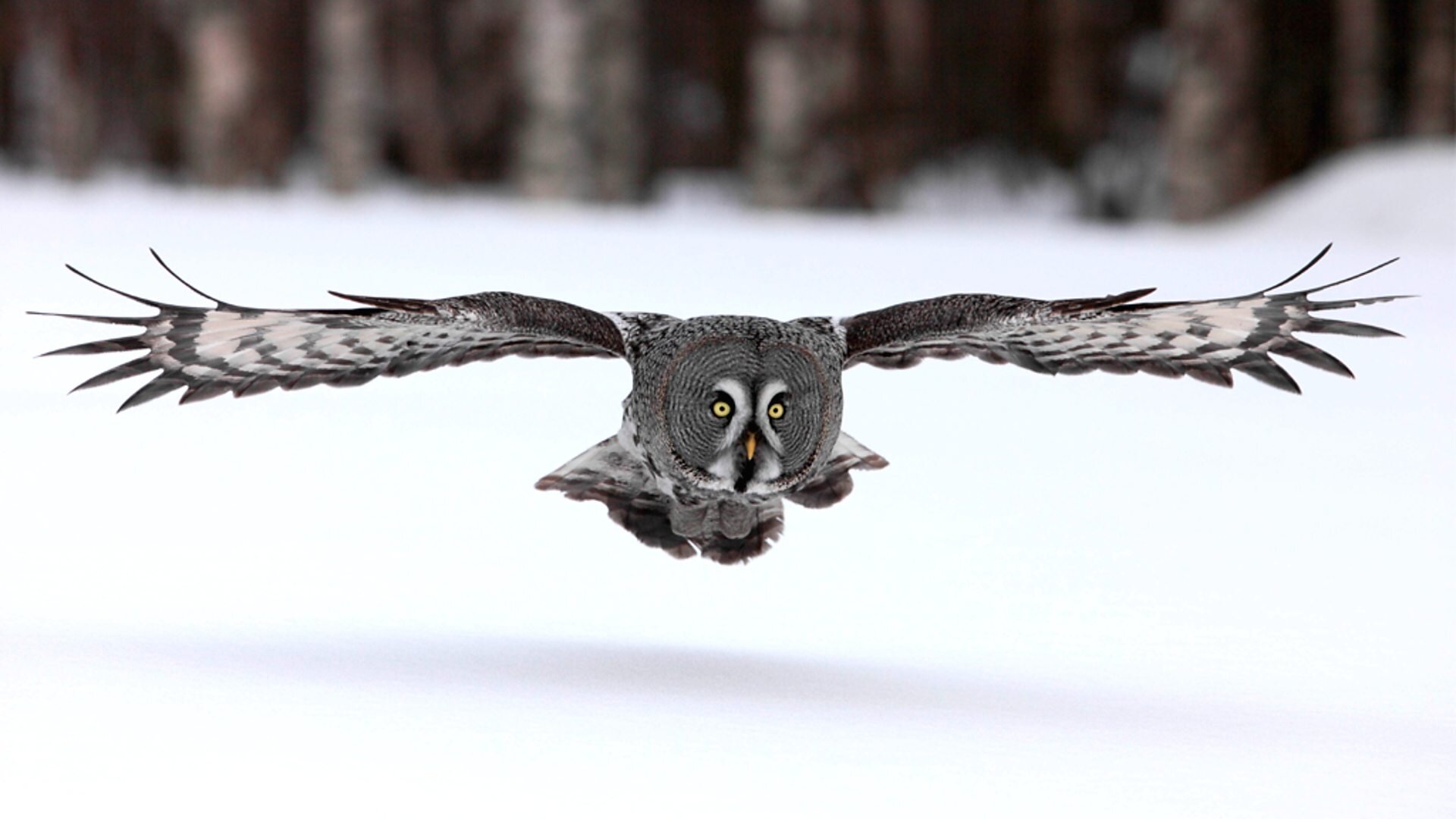 Frozen Planet S1 Special – The Epic Journey