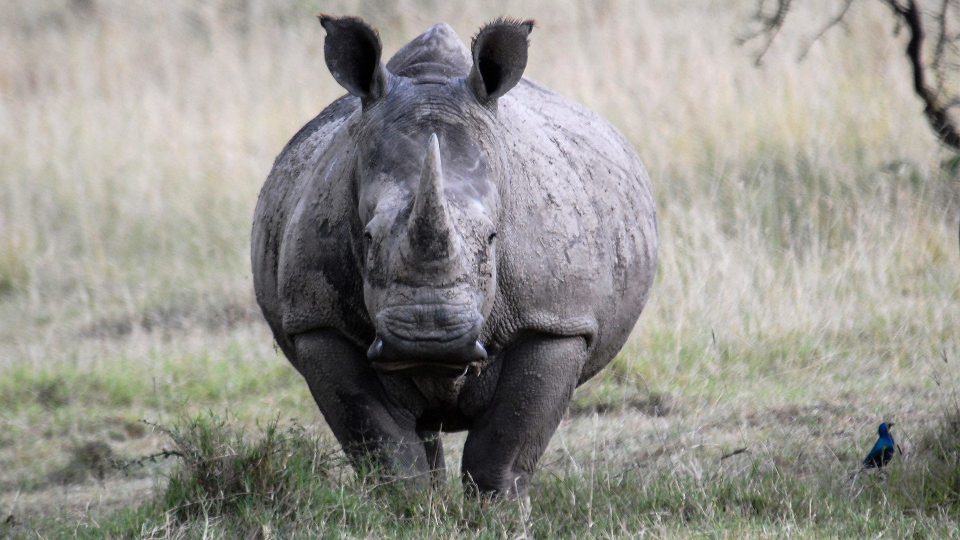 носорогу в жопе голова фото 21