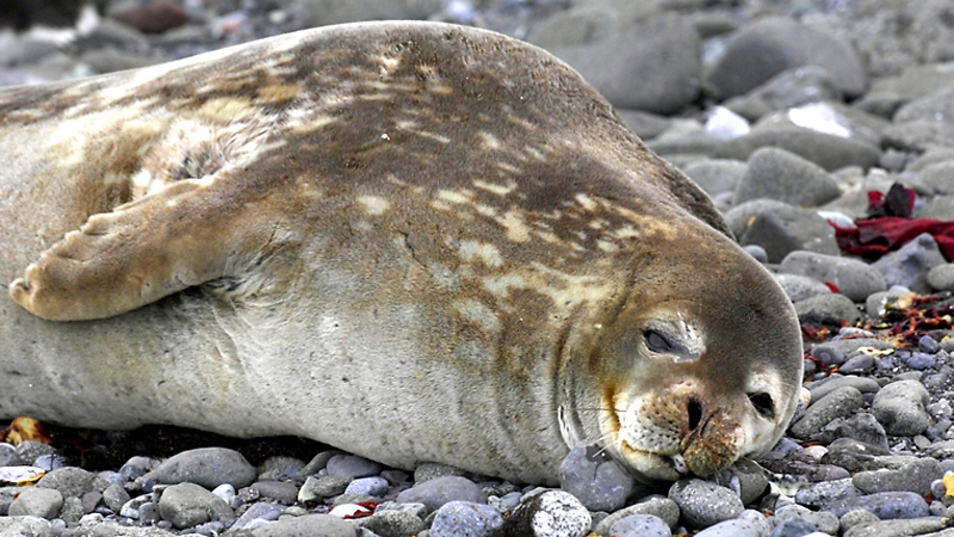 Coastal Creatures