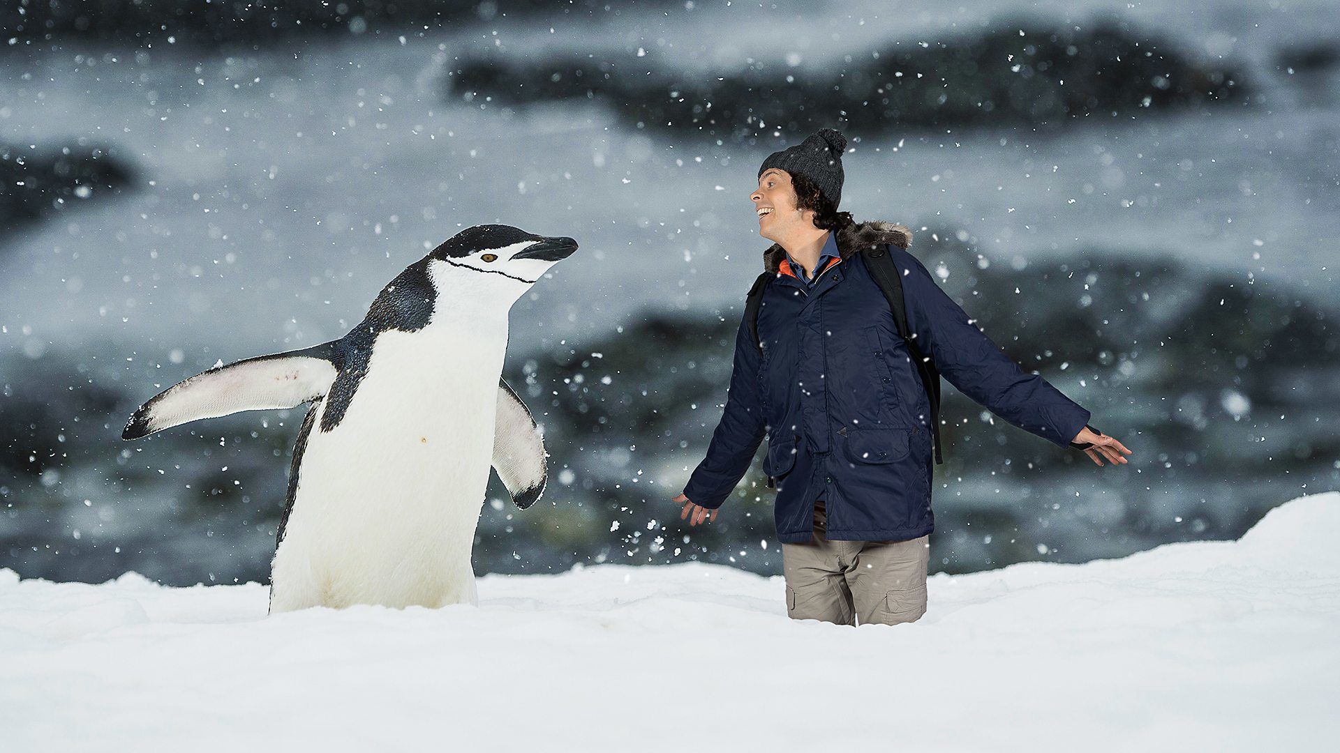 Пингвин дата выхода серий. Penguins Spy in the Huddle 2013. Дорожный и Пингвин.