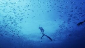 Australia's Ocean Odyssey: A Journey Down the East Australian Current S1 E02 – The Sub-Tropical Zone