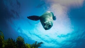 Australia's Ocean Odyssey: A Journey Down the East Australian Current S1 E03 – The Temperate Zone