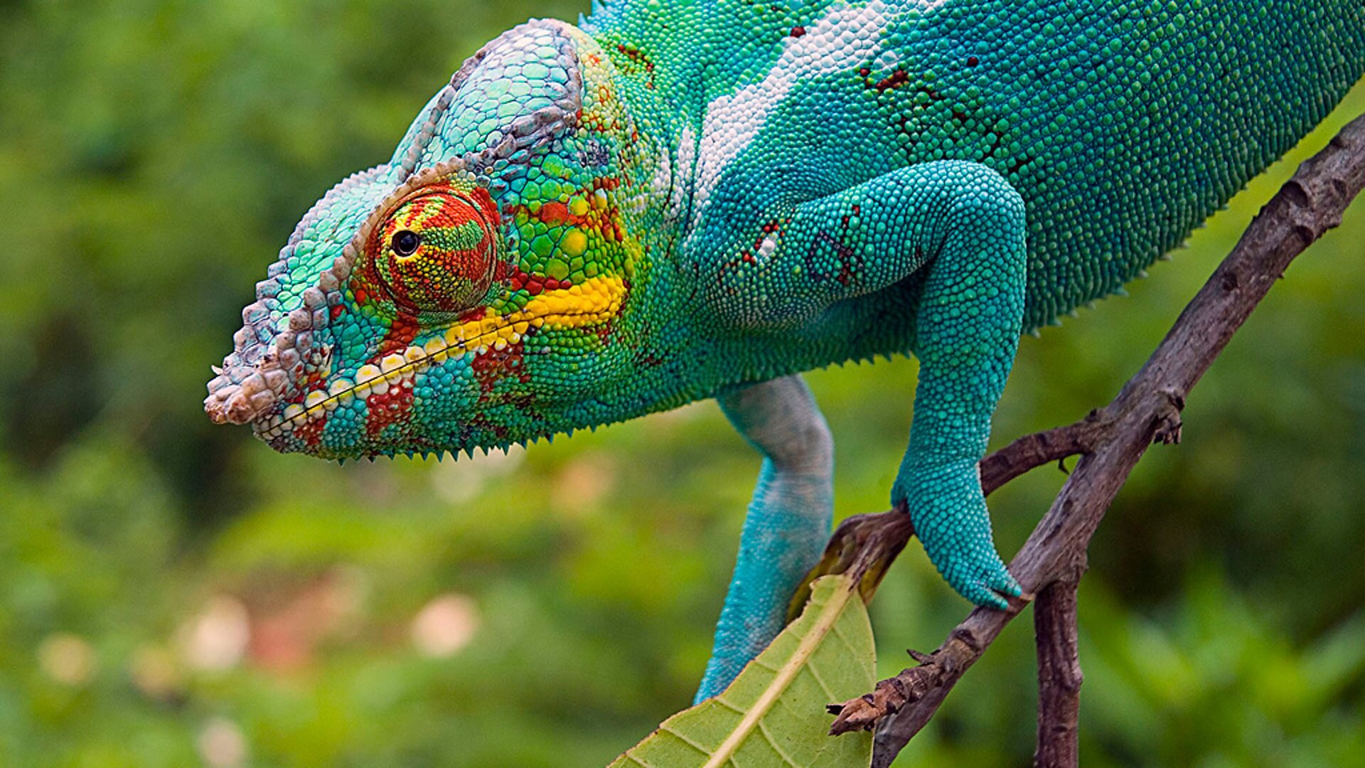 Madagascar S1 E01 – Island of Marvels