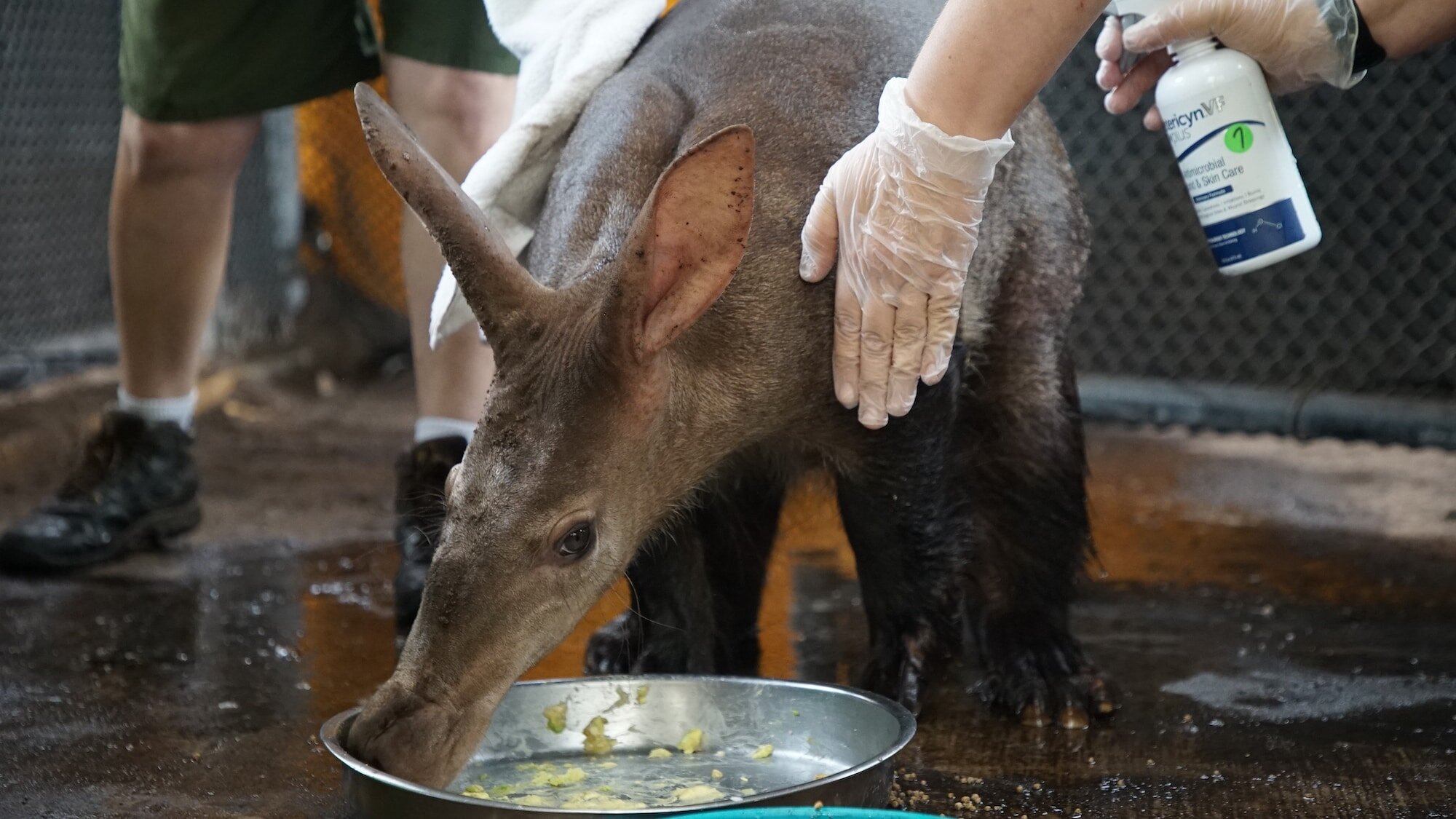 Aardvark Love! - Magic of Disney's Animal Kingdom 1x05 | TVmaze