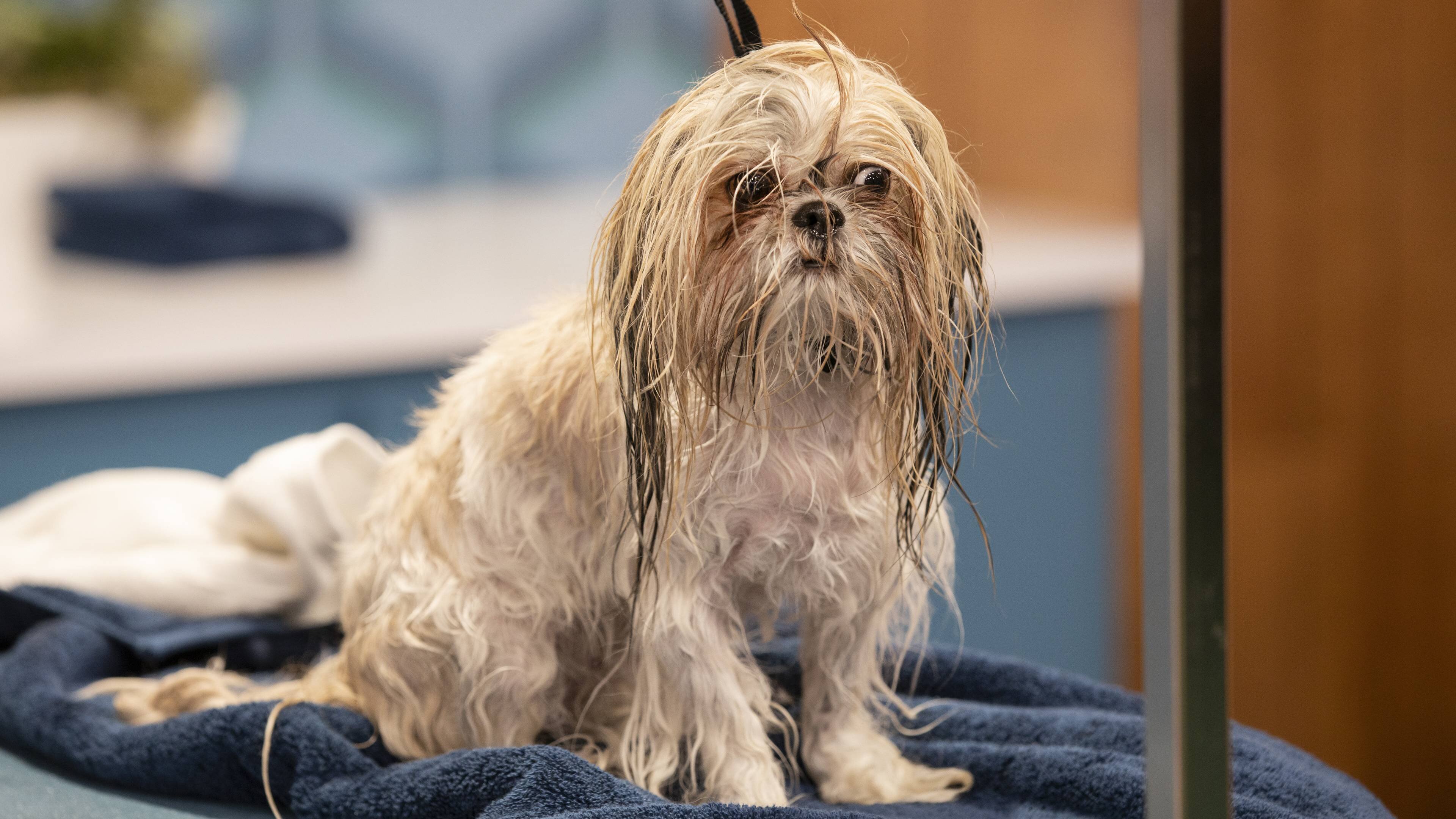 Haute Dog S1 E02 – BARK-ingham Palace