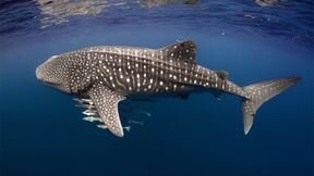 Australia Remastered S2 E01 – Wild Indian Ocean