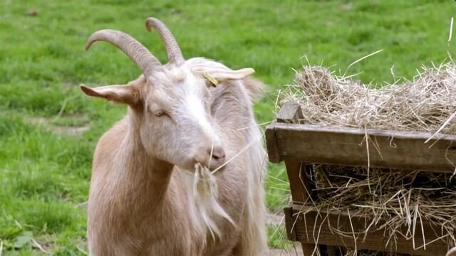 Autumn at Jimmy's Farm S1 E02 – Episode 2