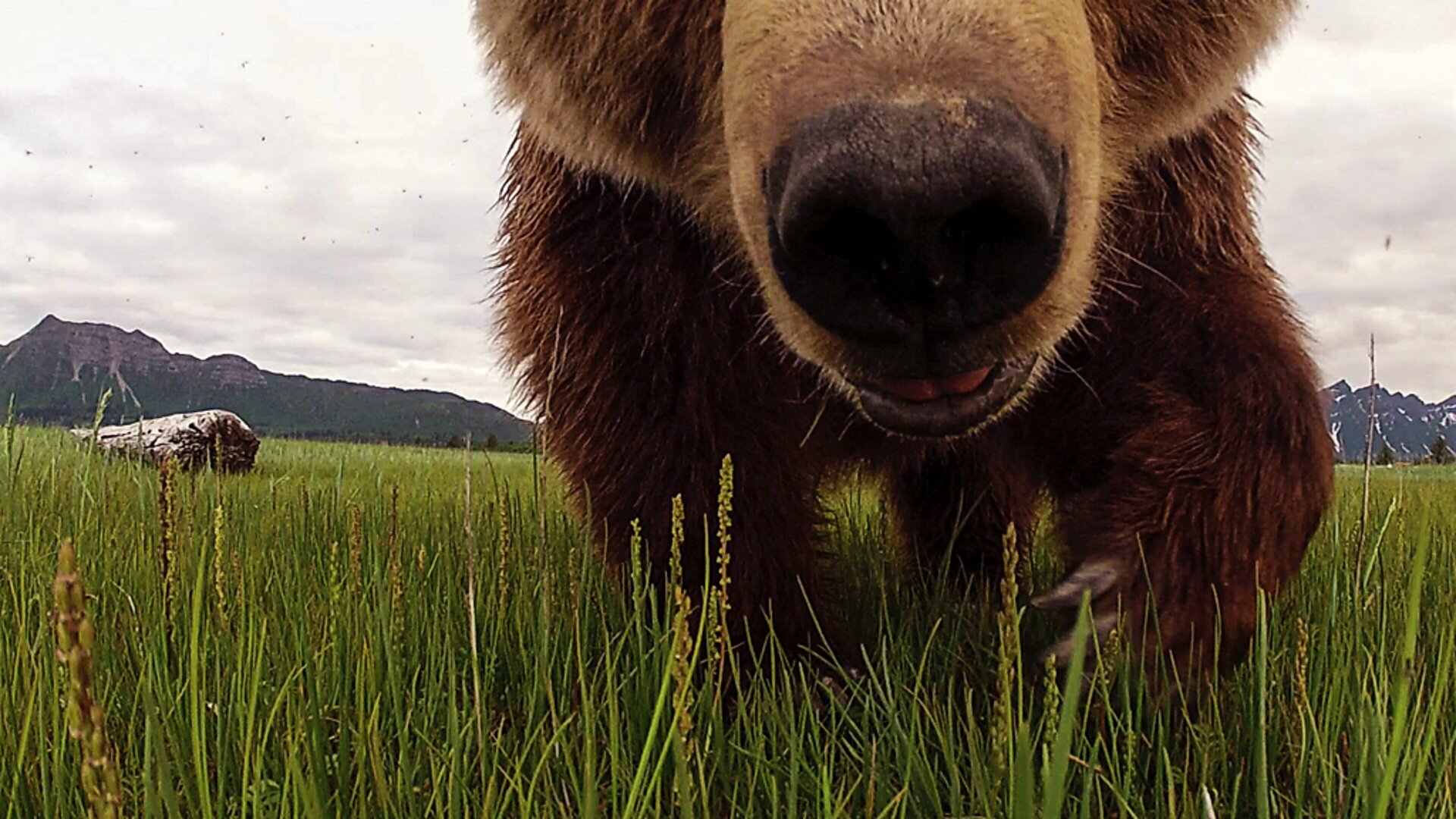 Great Bear Stakeout S1 E02 – Episode 2