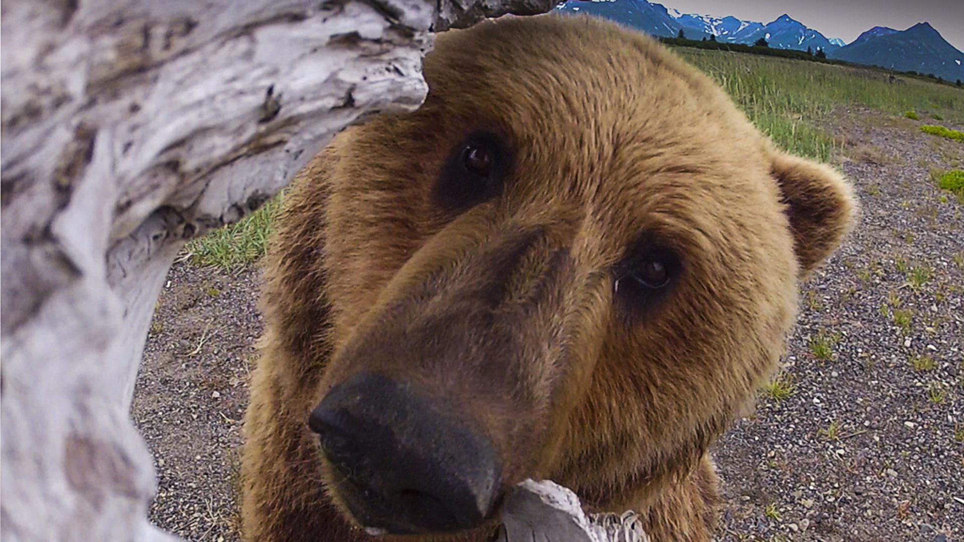 Great Bear Stakeout S1 E01 – Episode 1