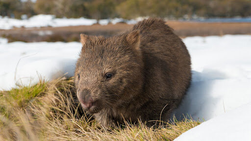 Australia Remastered S3 E01 – Wild Alps