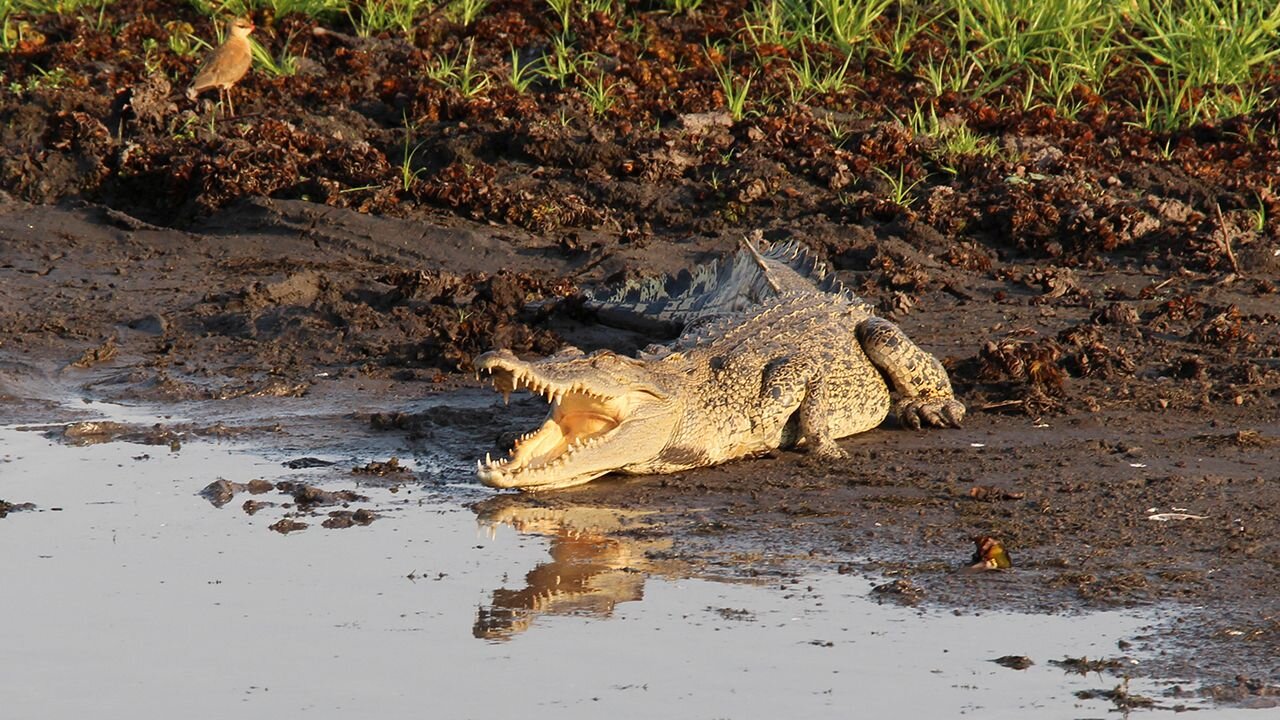 Australia Remastered S3 E02 – Wild Kakadu