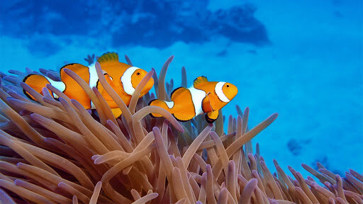 Australia Remastered S3 E05 – Great Barrier Reef