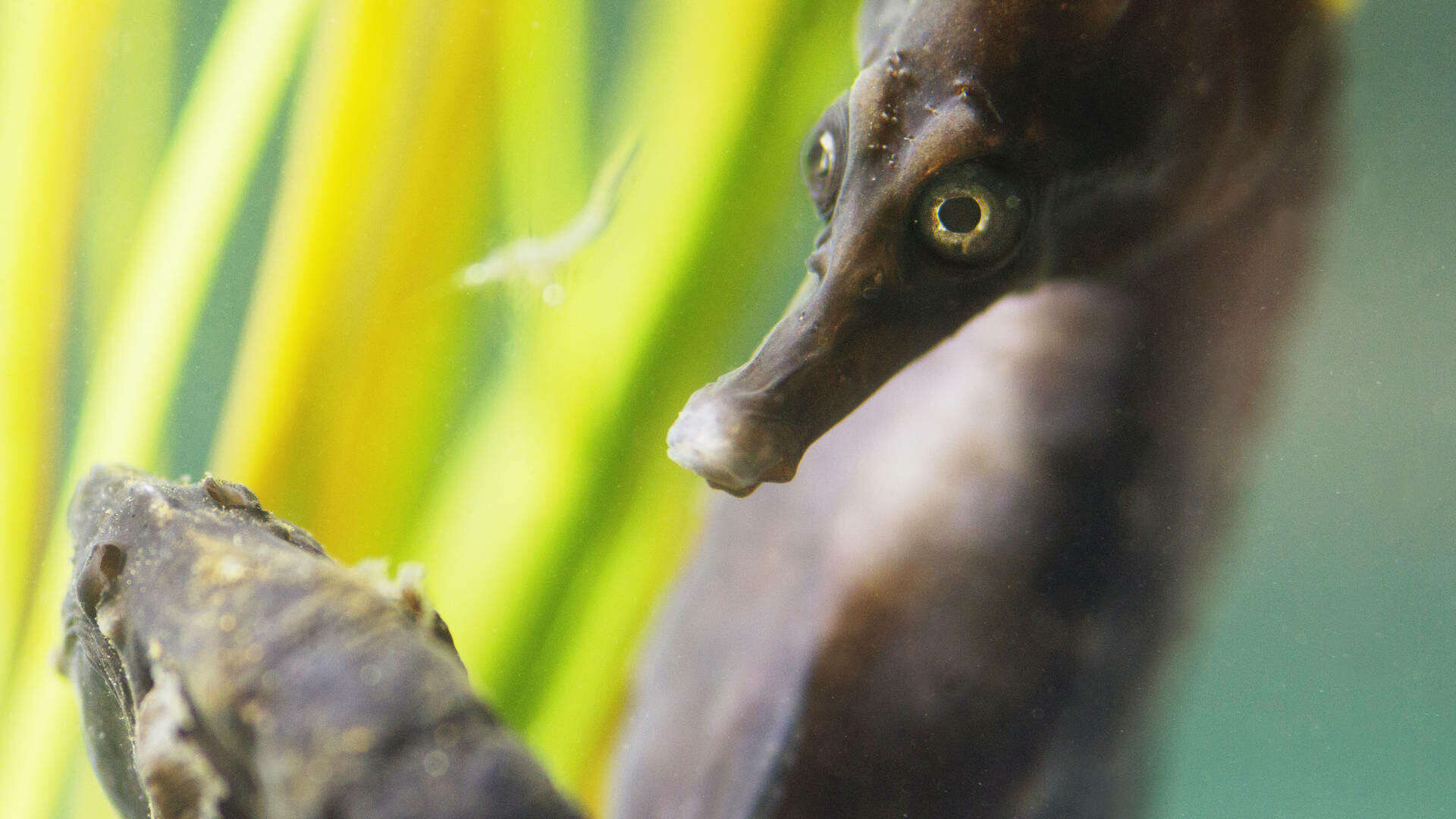 Sea Creatures