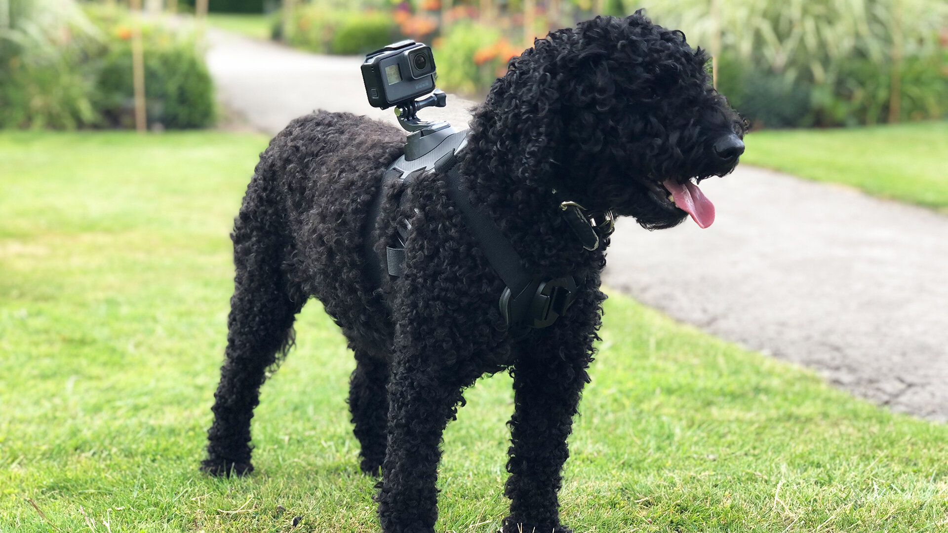 Celebrity Snoop Dogs S1 E04 – A Labradoodle and two American Spaniels